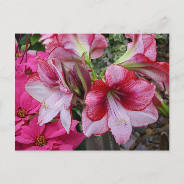 Amaryllis and Poinsettia Red Holiday Flowers Postcard (Front)
