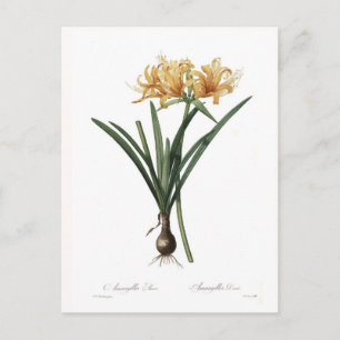 Amaryllis aurea postcard