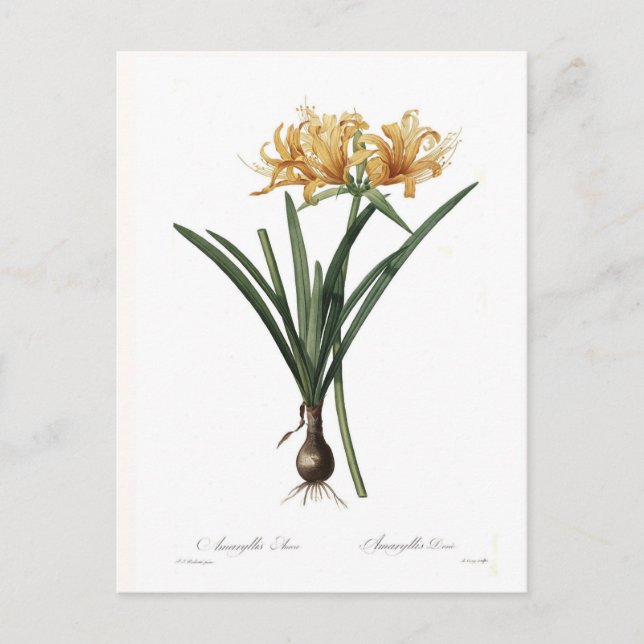 Amaryllis aurea postcard (Front)