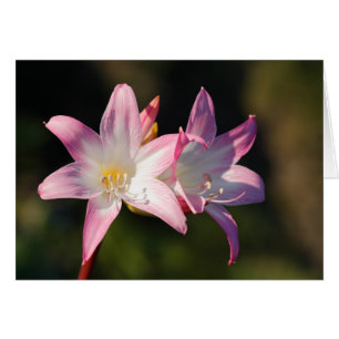 Amaryllis belladonna