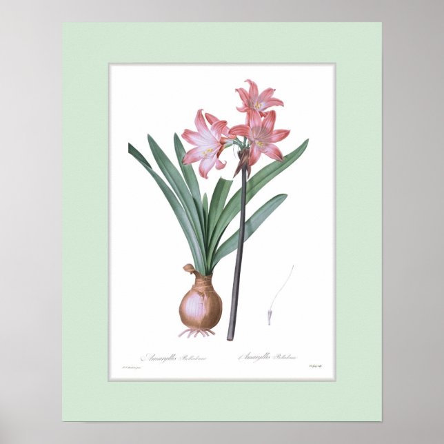 Amaryllis belladonna,Custom border Poster (Front)