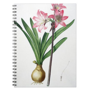 Amaryllis Belladonna, from 'Les Liliacees', engrav Spiral Notebook