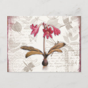 Amaryllis Belladonna Postcard