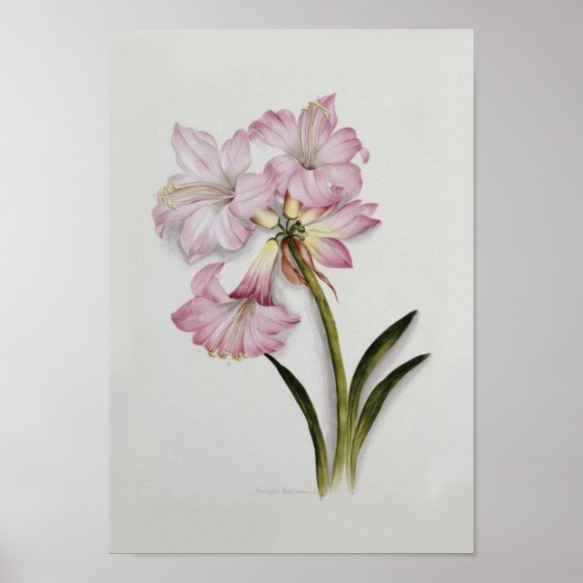 Amaryllis belladonna poster (Front)