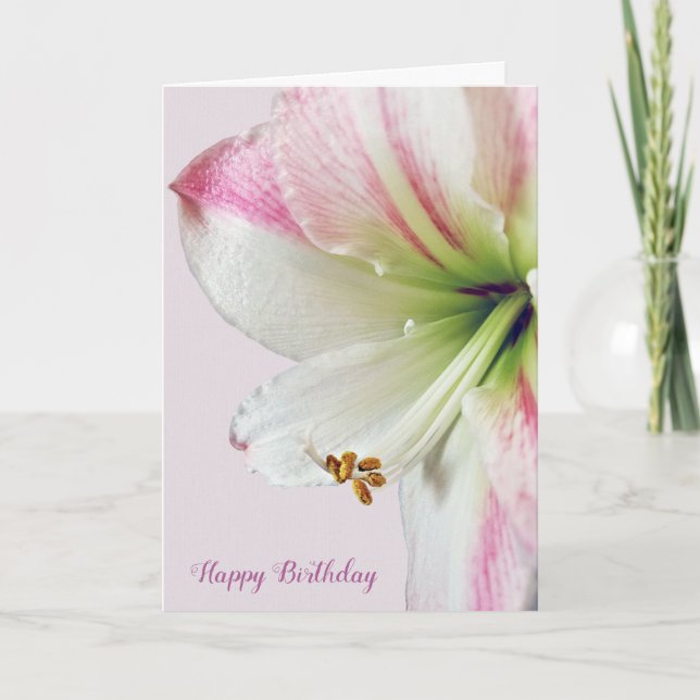 amaryllis birthday macro card (Front)