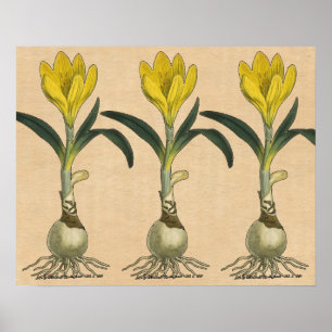 Amaryllis Botanical Vintage Garden Print