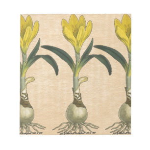 Amaryllis Botanical Vintage Garden Print Notepad