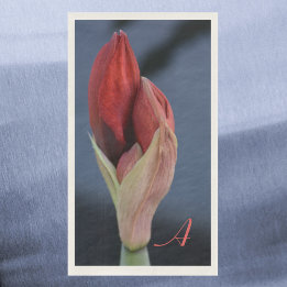 Amaryllis Bud Elegant Floral Slate Blue Napkin