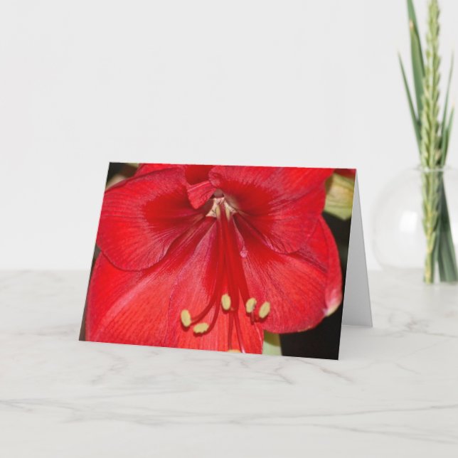 Amaryllis Card (Front)