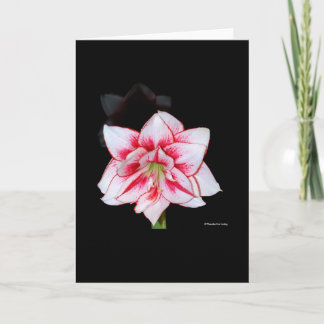 Amaryllis card
