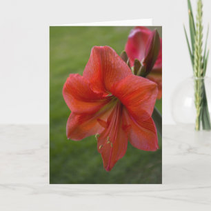Amaryllis Card