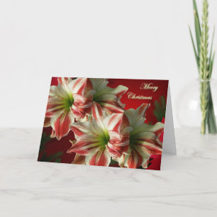 Amaryllis Christmas Card