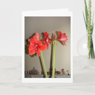 Amaryllis Christmas Holiday Card