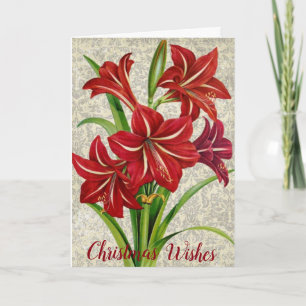 Amaryllis, Christmas Wishes. Holiday Card