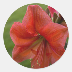 Amaryllis Classic Round Sticker