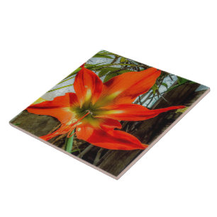 Amaryllis Closeup Ceramic Tile