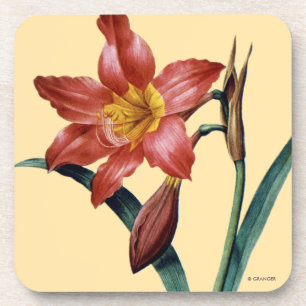 Amaryllis Coaster