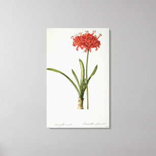Amaryllis Curvifolia, 1809, from `Les Canvas Print