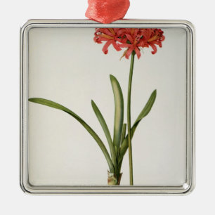 Amaryllis Curvifolia, 1809, from `Les Metal Tree Decoration