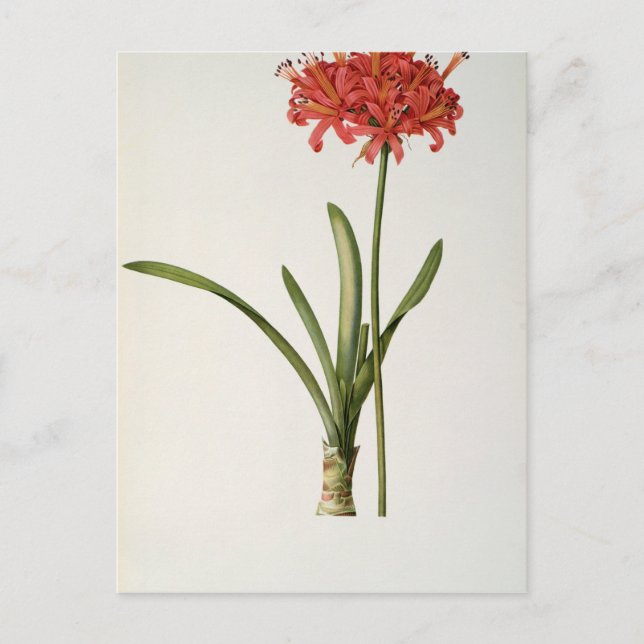 Amaryllis Curvifolia, 1809, from `Les Postcard (Front)