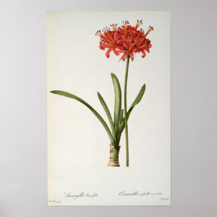 Amaryllis Curvifolia, 1809, from `Les Poster
