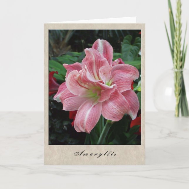 Amaryllis - Floral Series Card (Front)
