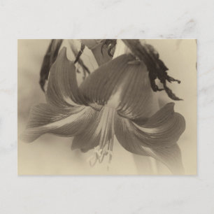 Amaryllis Flower Antique Effect Photo Postcard