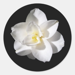 Amaryllis  Flower Classic Round Sticker