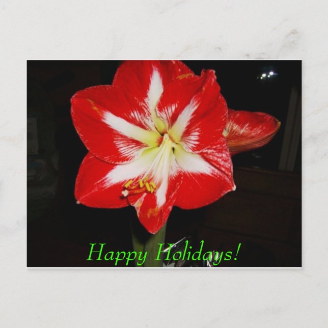 amaryllis, Happy Holidays! Holiday Postcard (Front)