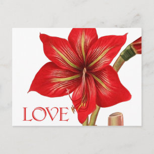 Amaryllis Holiday Postcard