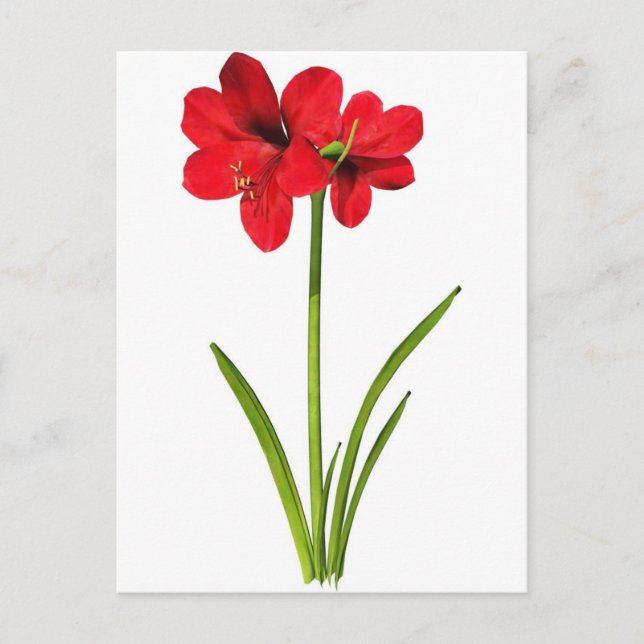 Amaryllis in red postcard (Front)