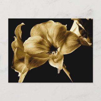 AMARYLLIS IN SEPIA WITH BLACK BACKGROUND POSTCARD