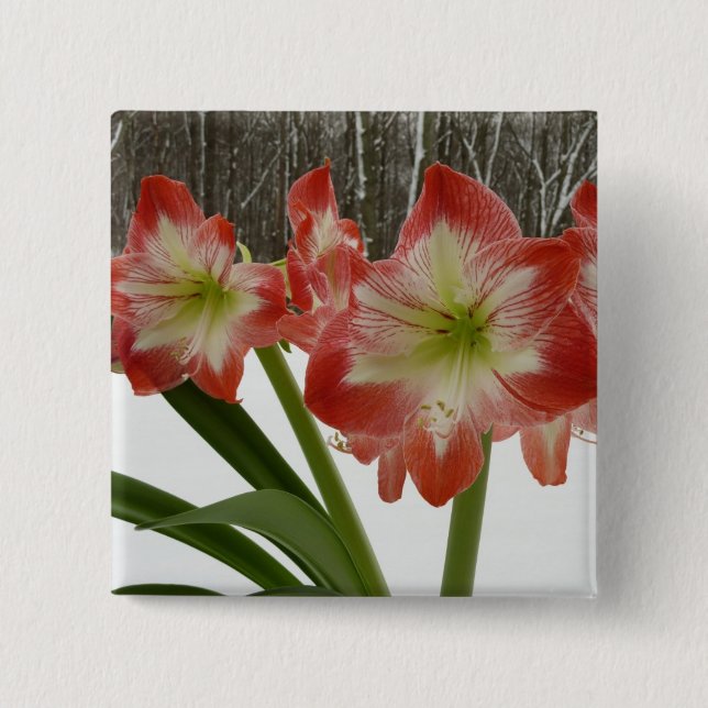 Amaryllis in Snow Red Holiday Winter Floral 15 Cm Square Badge (Front)