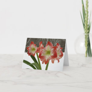 Amaryllis in Snow Red Holiday Winter Floral Card