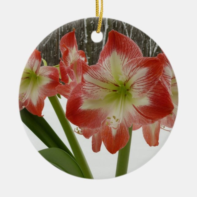 Amaryllis in Snow Red Holiday Winter Floral Ceramic Tree Decoration (Front)