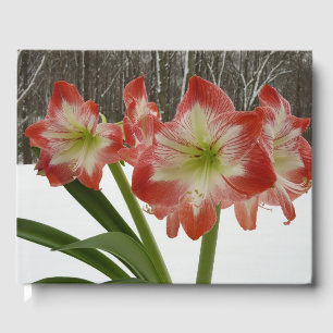 Amaryllis in Snow Red Holiday Winter Floral Guest Book