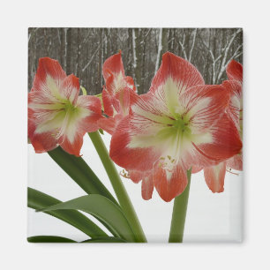 Amaryllis in Snow Red Holiday Winter Floral Magnet