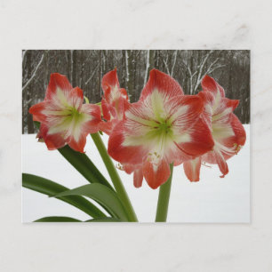Amaryllis in Snow Red Holiday Winter Floral Postcard