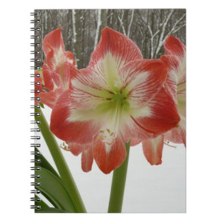 Amaryllis in Snow Red Holiday Winter Floral Spiral Notebook