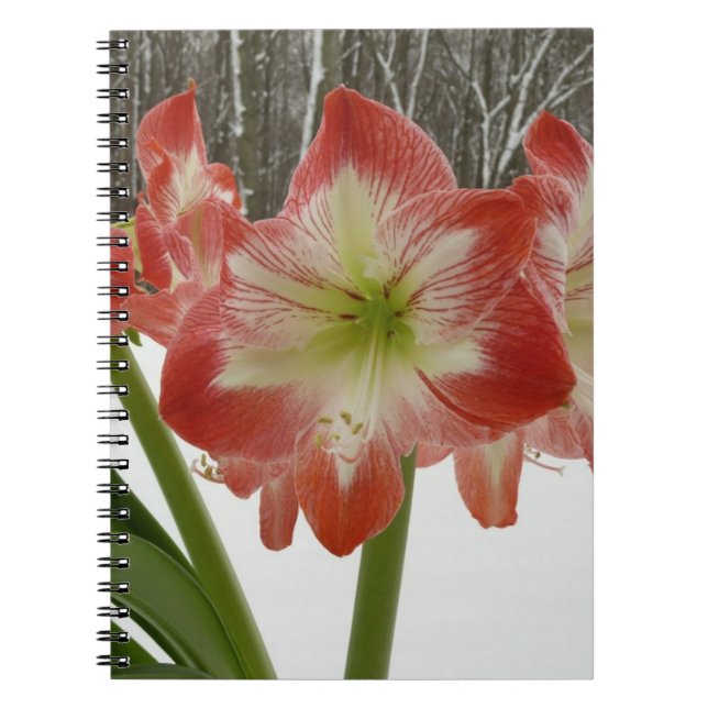 Amaryllis in Snow Red Holiday Winter Floral Spiral Notebook (Front)