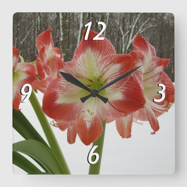 Amaryllis in Snow Red Holiday Winter Floral Square Wall Clock (Front)