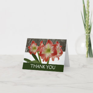 Amaryllis in Snow Red Holiday Winter Floral Thank You Card