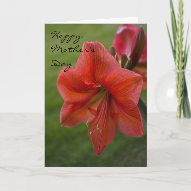 Amaryllis Mother's Day Card (Front)