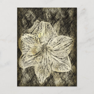 Amaryllis Old Time Sketch Postcard