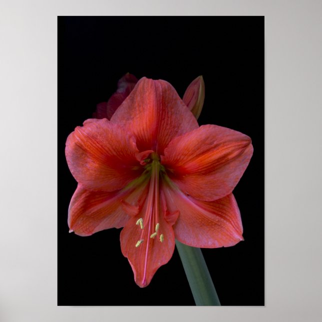Amaryllis on Black Poster (Front)