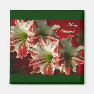 Amaryllis Pair Christmas Magnet