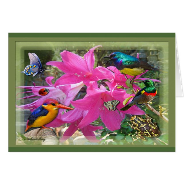 Amaryllis Party (Front Horizontal)