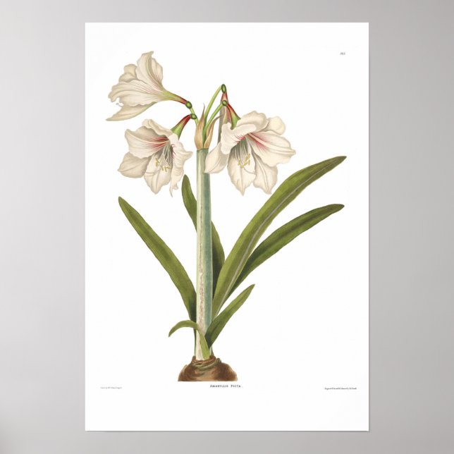 Amaryllis picta poster (Front)