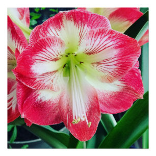 Amaryllis pink white colour gentle flower branch  poster