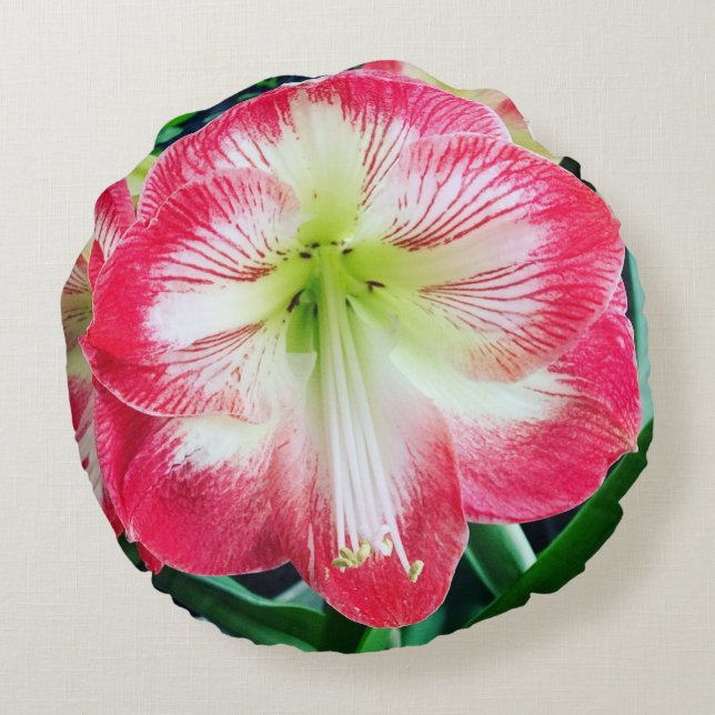 Amaryllis pink white colour gentle flower branch  round cushion (Back)